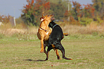 hundefotos dobermann
