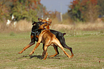 hundefotos dobermann