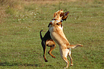 hundefotos labrador_retriever