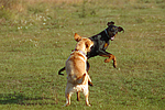 hundefotos labrador_retriever