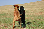 hundefotos havaneser