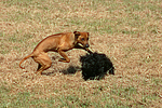hundefotos havaneser