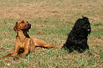 hundefotos havaneser