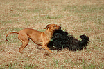 hundefotos havaneser