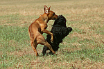 hundefotos havaneser