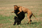 hundefotos havaneser