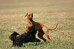 hundefotos havaneser