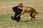 hundefotos havaneser