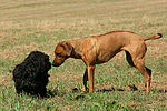hundefotos havaneser