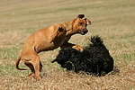 hundefotos havaneser
