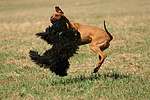hundefotos havaneser