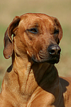 hundefotos rhodesian_ridgeback
