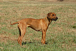 hundefotos rhodesian_ridgeback