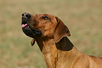 hundefotos rhodesian_ridgeback