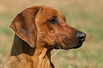 hundefotos rhodesian_ridgeback