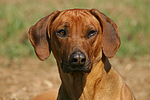 hundefotos rhodesian_ridgeback