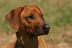 hundefotos rhodesian_ridgeback