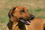 hundefotos rhodesian_ridgeback