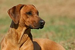 hundefotos rhodesian_ridgeback