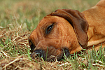 hundefotos rhodesian_ridgeback