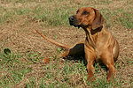 hundefotos rhodesian_ridgeback
