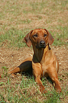 hundefotos rhodesian_ridgeback