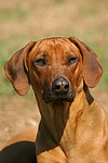 hundefotos rhodesian_ridgeback