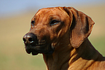 hundefotos rhodesian_ridgeback