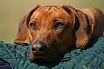 hundefotos rhodesian_ridgeback