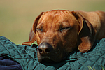 hundefotos rhodesian_ridgeback