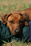 hundefotos rhodesian_ridgeback
