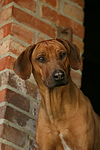 hundefotos rhodesian_ridgeback