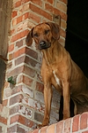 hundefotos rhodesian_ridgeback