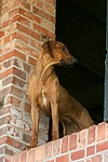 hundefotos rhodesian_ridgeback