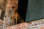 hundefotos rhodesian_ridgeback