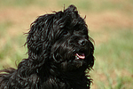 hundefotos havaneser