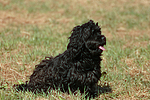 hundefotos havaneser