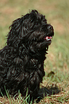 hundefotos havaneser