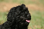 hundefotos havaneser