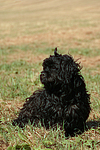 hundefotos havaneser