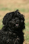 hundefotos havaneser