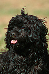 hundefotos havaneser