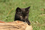 katzenfotos hauskatze