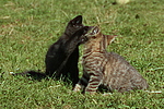 katzenfotos hauskatze