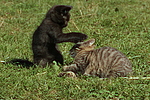 katzenfotos hauskatze