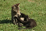 katzenfotos hauskatze