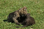 katzenfotos hauskatze