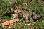 katzenfotos hauskatze