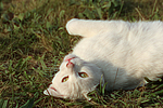 katzenfotos hauskatze