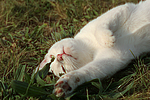 katzenfotos hauskatze